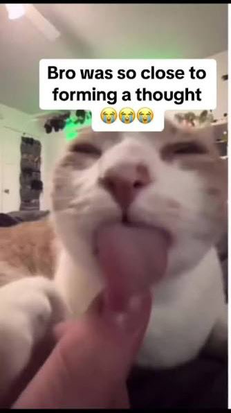 Forrest Pump tweet media