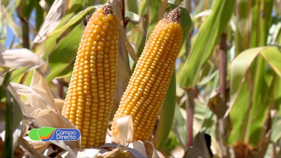 Campo Directo tweet media