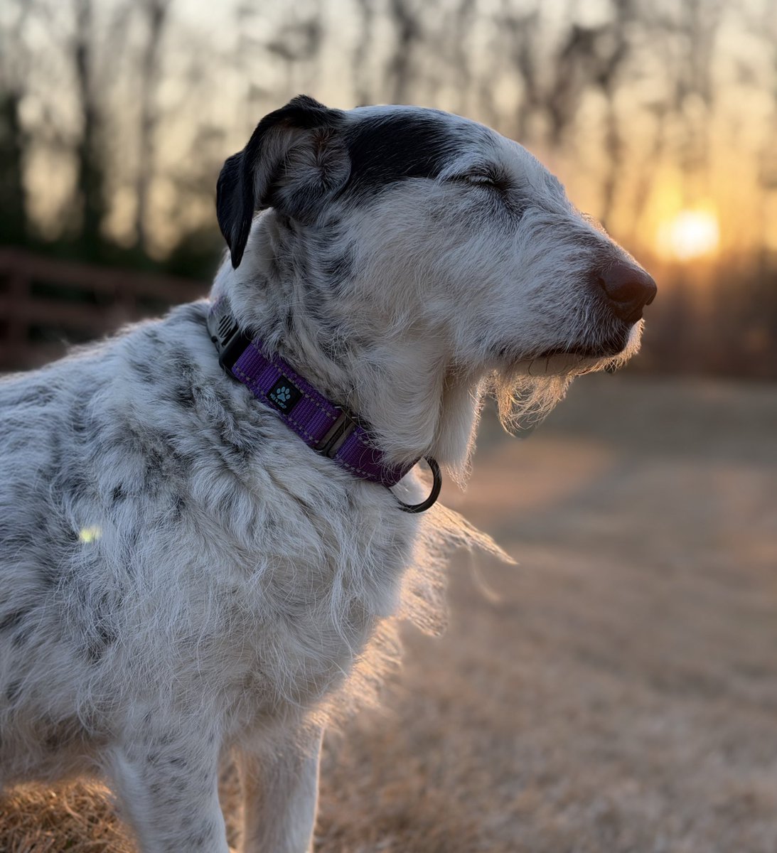 𝗣𝗲𝗻𝗻𝘆 𝗟𝗮𝗻𝗲- Lawn Potato TM tweet media