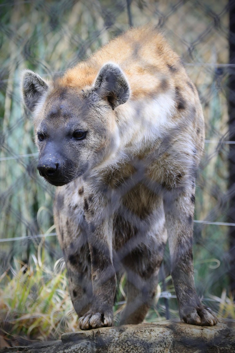 ひえい tweet media