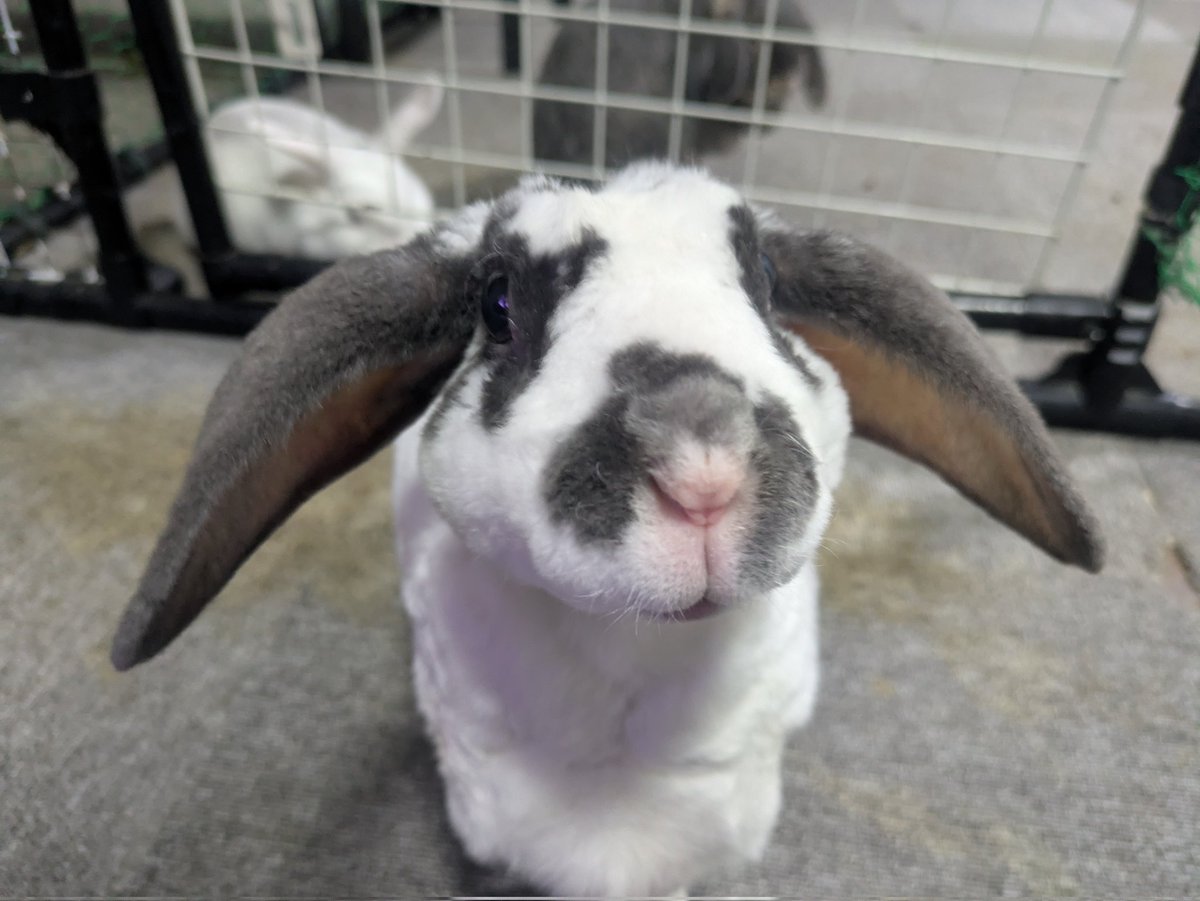 ナスビ tweet media