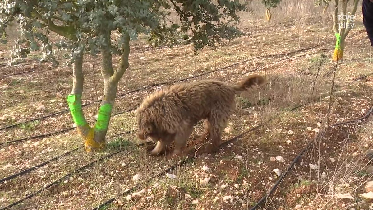Aquí hay trabajo tweet media