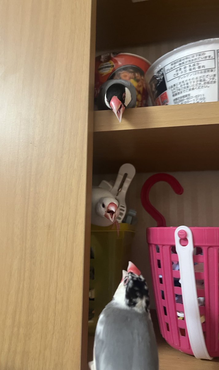 かいぬし tweet media