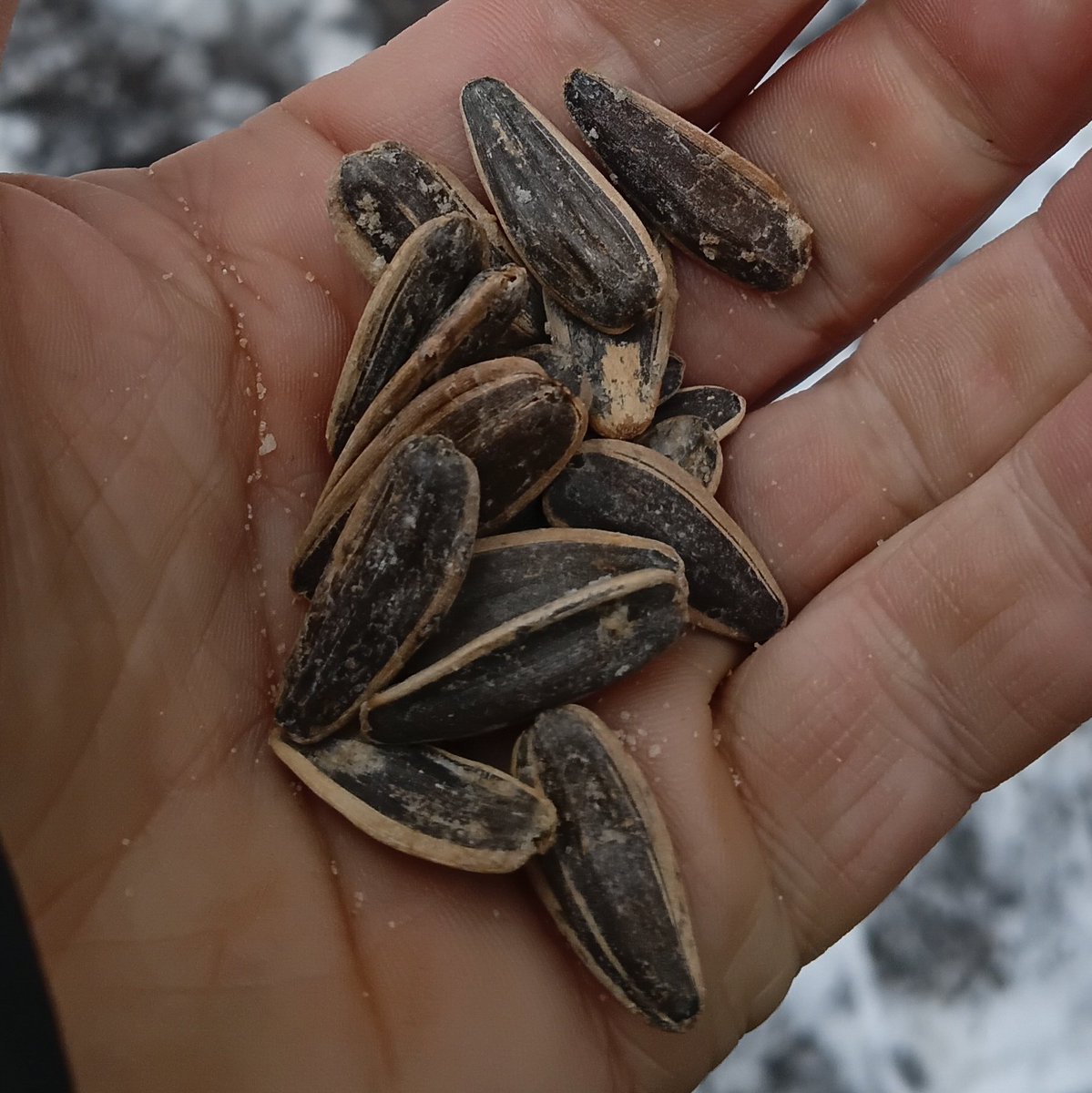 Maxim Vasutin tweet media