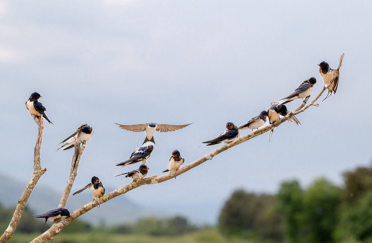 Silvia Puig Planells tweet media