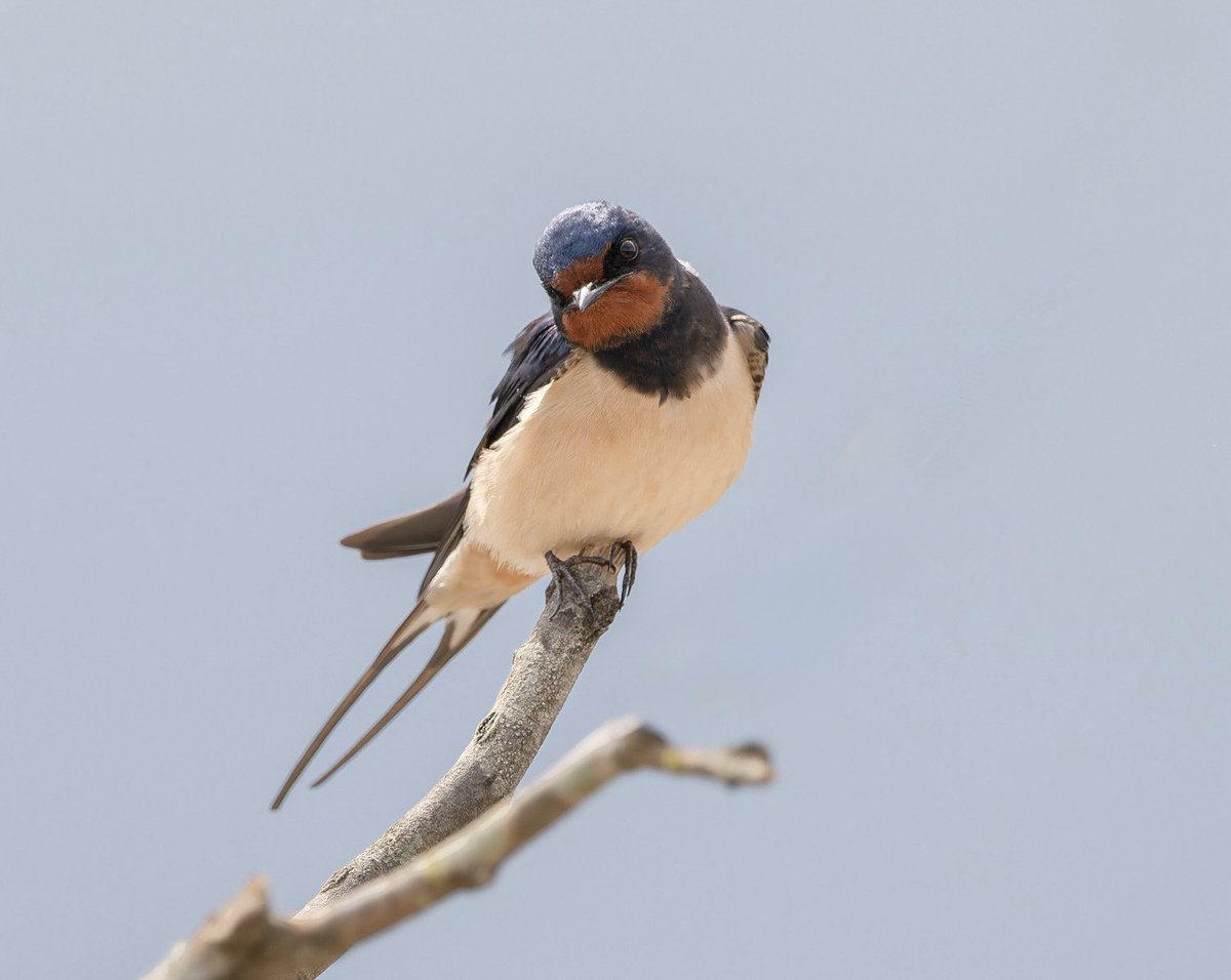 Silvia Puig Planells tweet media