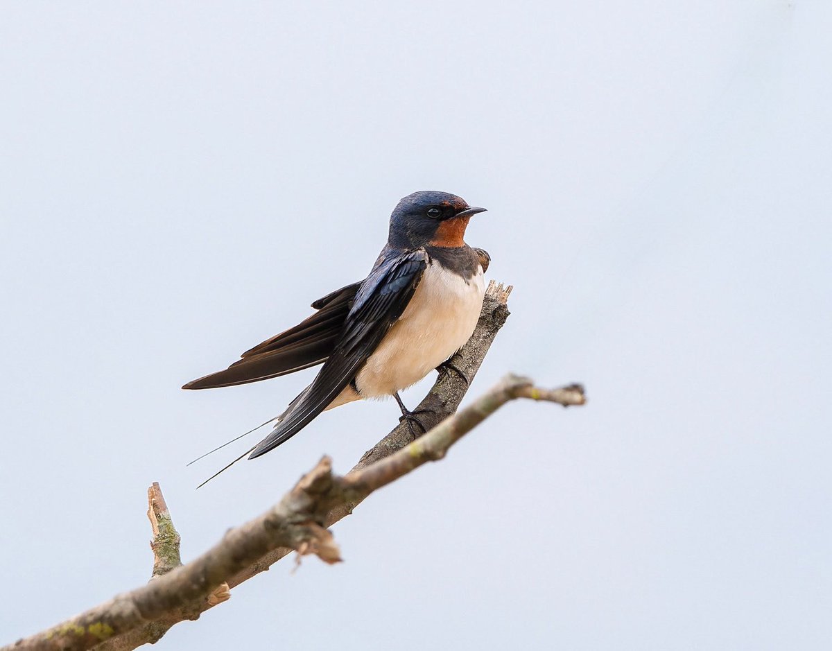 Silvia Puig Planells tweet media