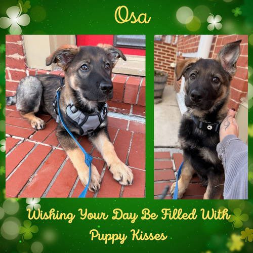 All Shepherd Rescue tweet media