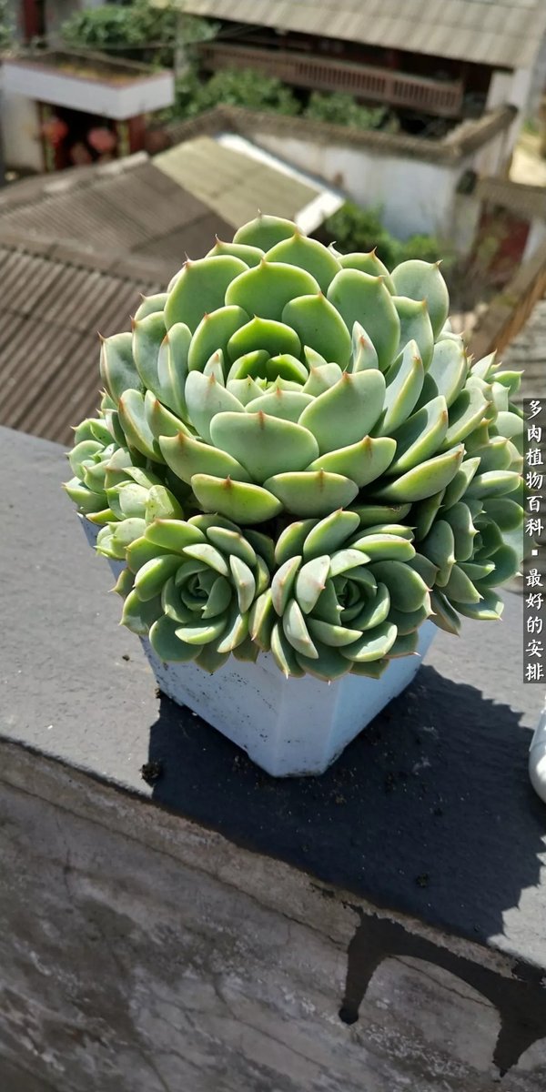 请叫我鲍哥 ❤️ Memecoin tweet media