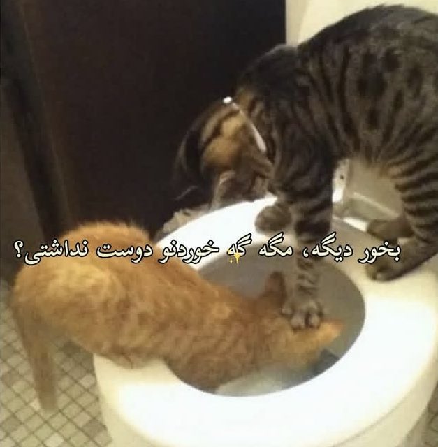 🇮🇷Larry David🇮🇷 tweet media