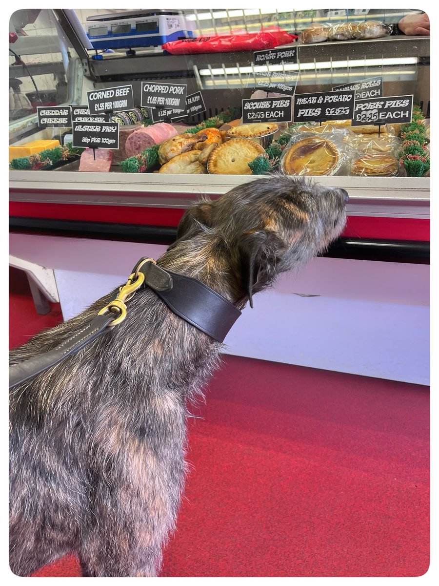 Flying Pig 🚁 tweet media