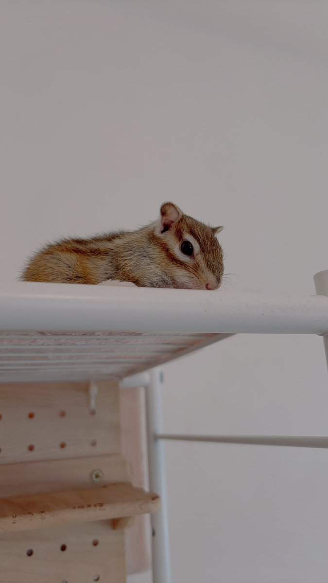 S2021coconuts's tweet photo. ココタイム🐿

部屋んぽ中お昼寝前のココちゃん🐿ෆ˚*
どれも可愛い（親バカwww）

#シマリス https://t.co/C01Ti1yUnb