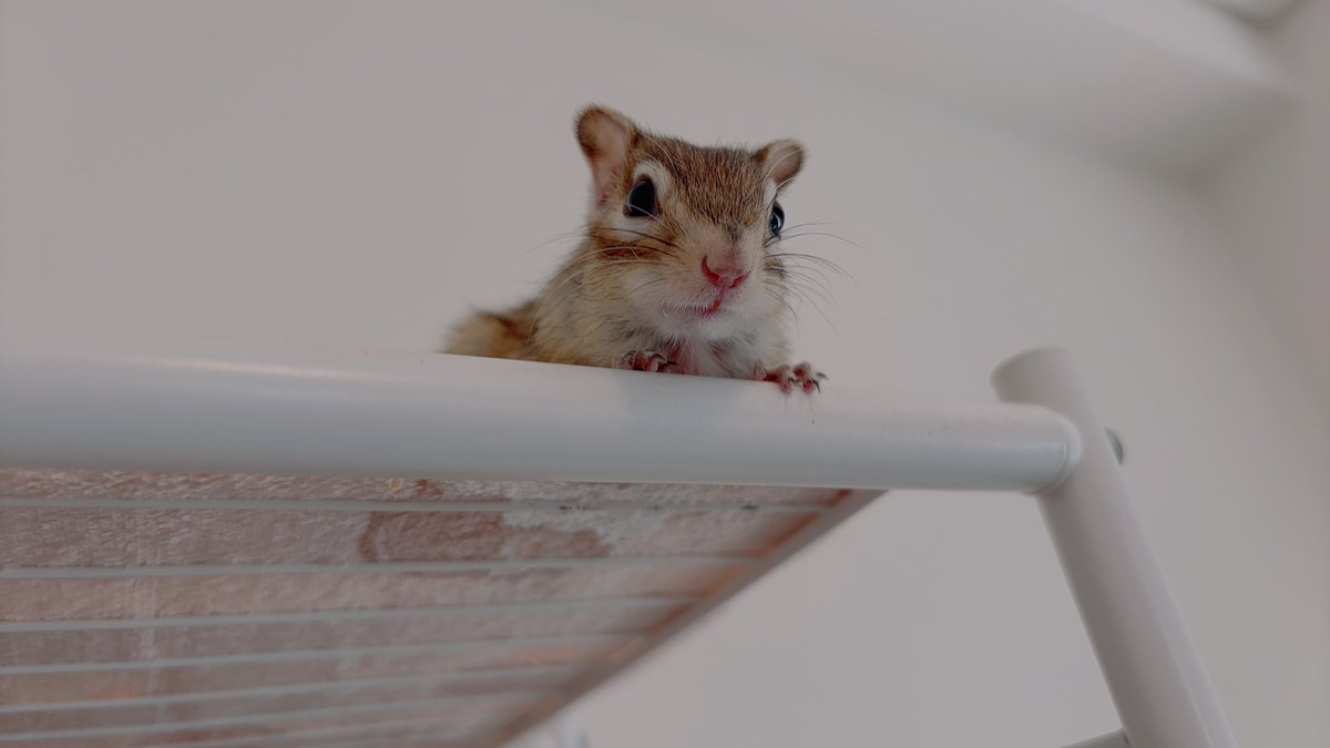 S2021coconuts's tweet photo. ココタイム🐿

部屋んぽ中お昼寝前のココちゃん🐿ෆ˚*
どれも可愛い（親バカwww）

#シマリス https://t.co/C01Ti1yUnb
