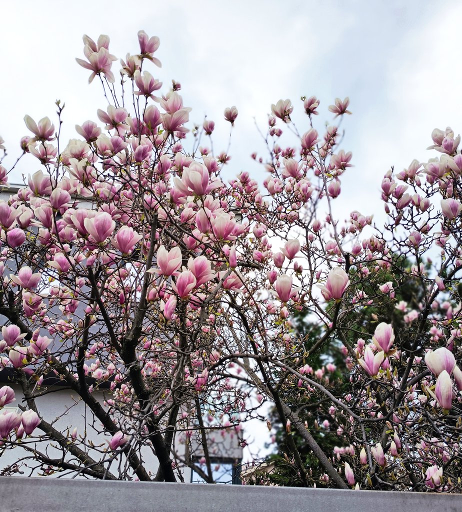 Morena_unique's tweet photo. Расцветано🌸
Officially spring https://t.co/3LKcMcQ6A2