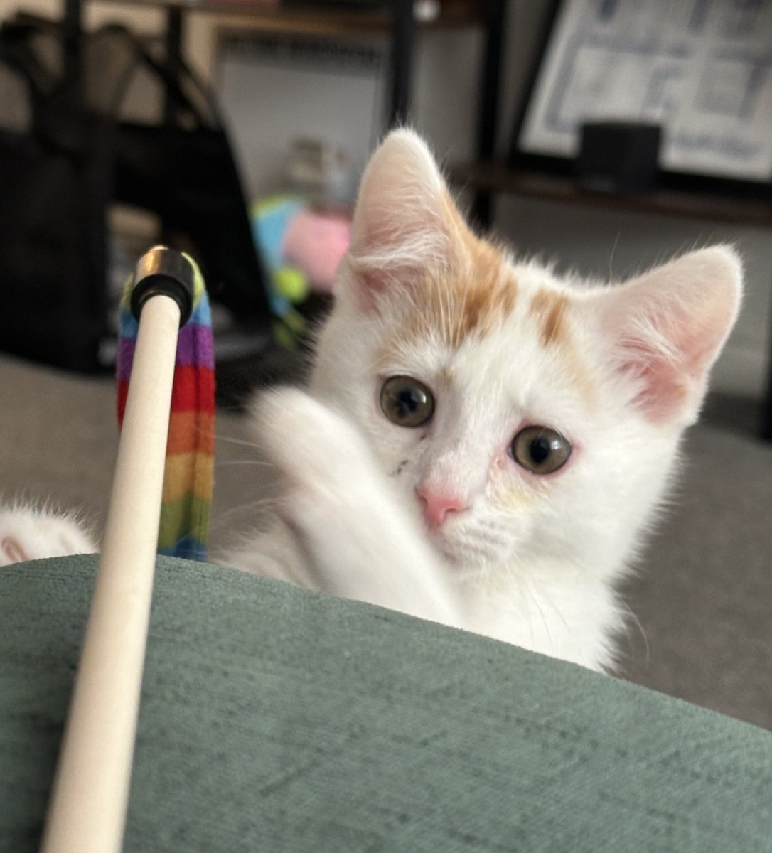 🎨 TORE & CHILI 🐈 tweet media