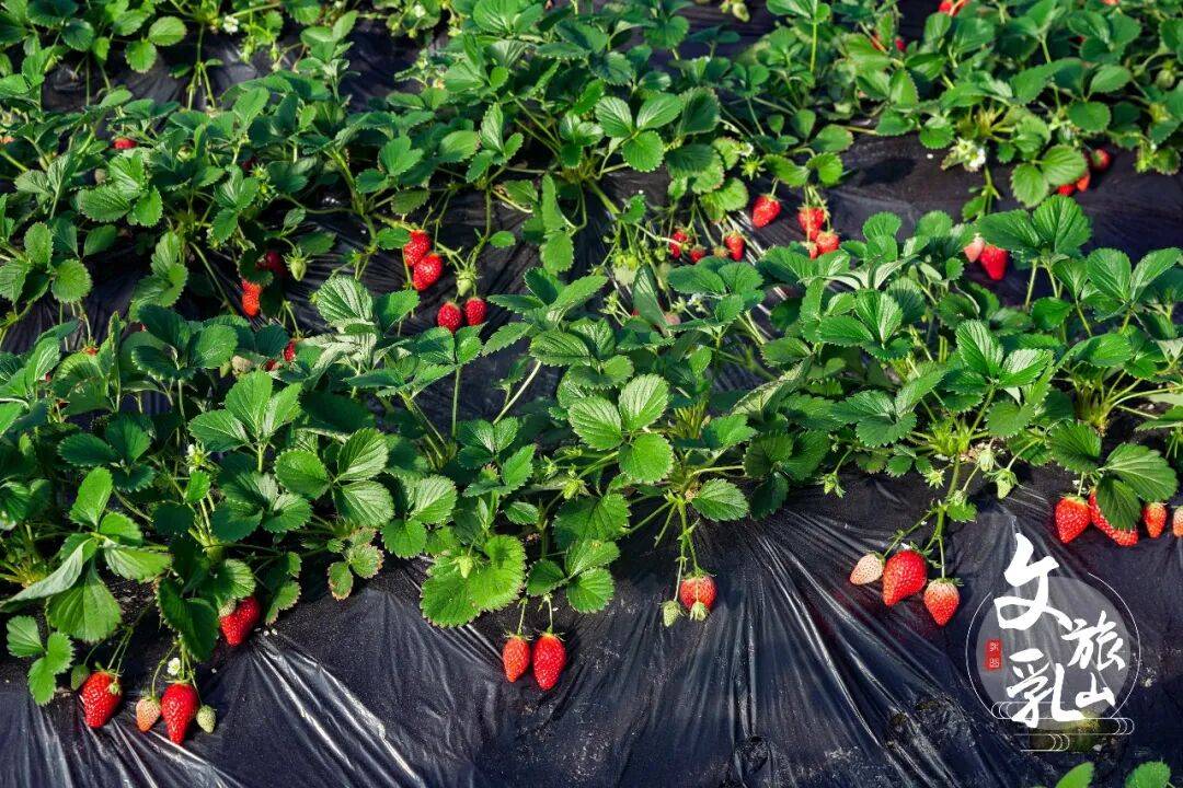 Lainey Castor tweet media