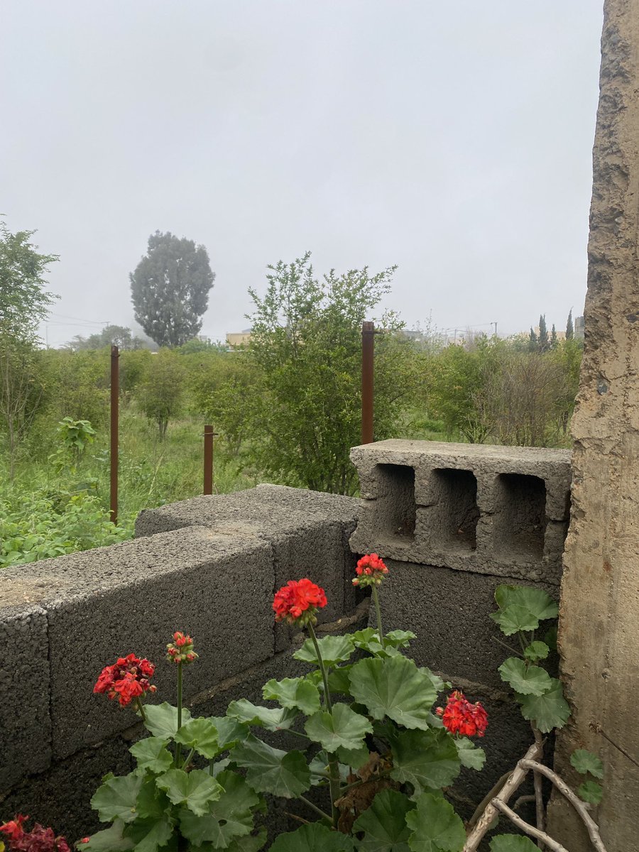 Rand🦒 tweet media