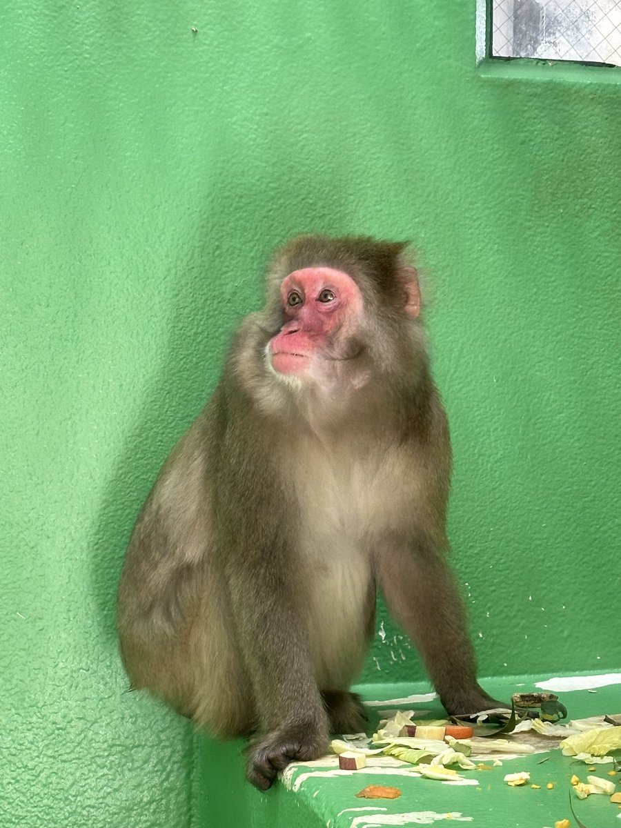 uta_pugsuki tweet media