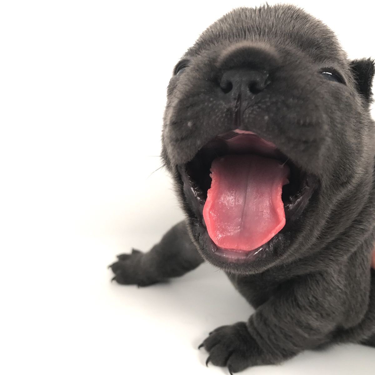 Caique🌹 tweet media