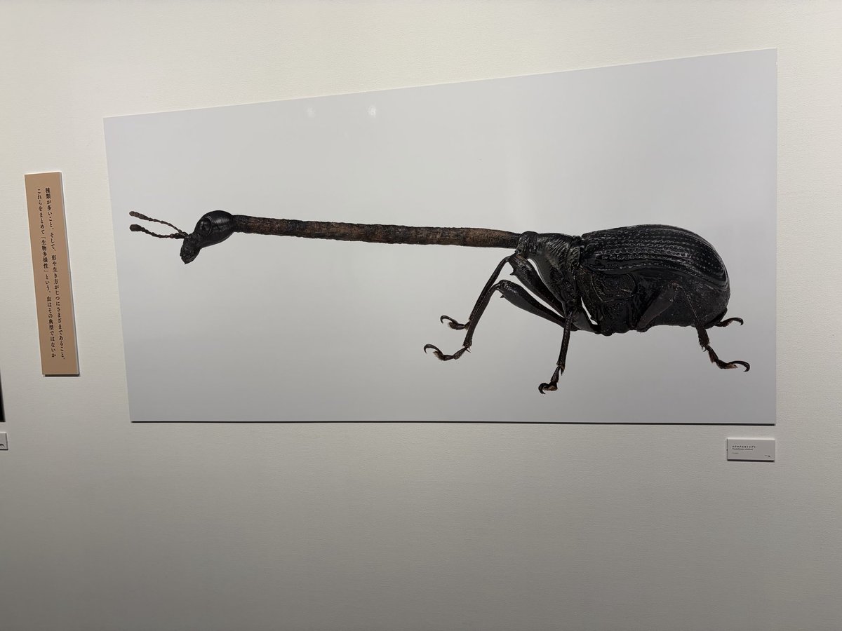 東　えりか tweet media