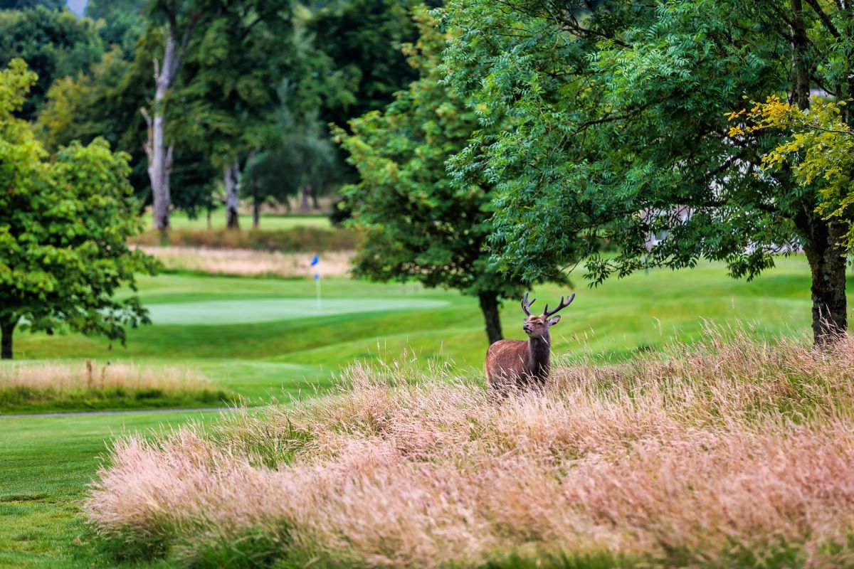 Destination Golf tweet media