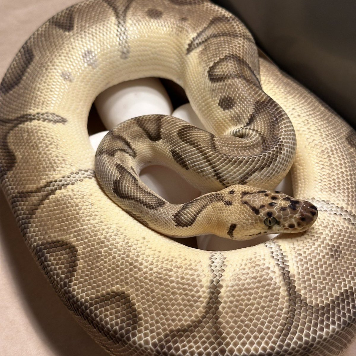 Yellow Benjamin tweet media