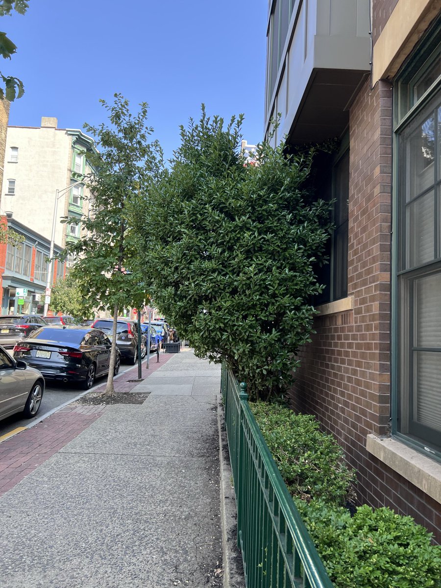 seaghain's tweet photo. @HobokenEmily @CityofHoboken can you please make 99 Garden cut this bush back on 1st St? It’s blocking the sidewalk more and more each year. https://t.co/vvYoWQGavi