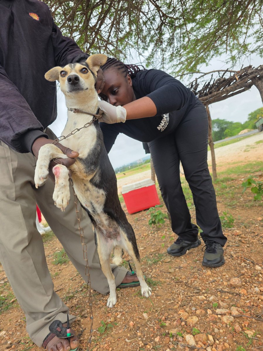 Africa Network for Animal Welfare tweet media
