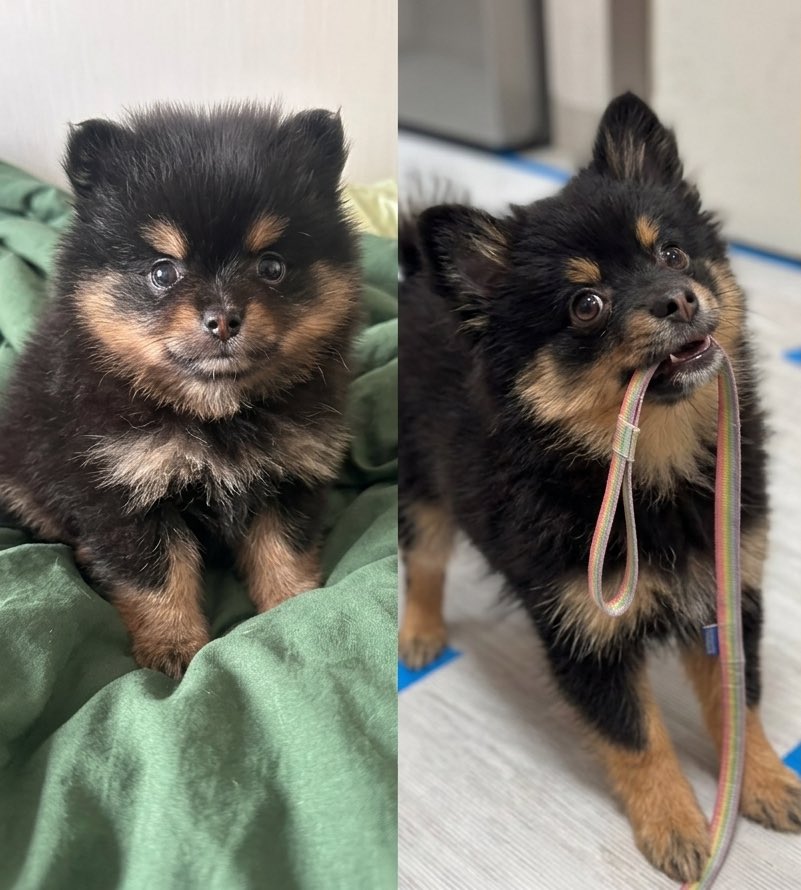 조오디 tweet media