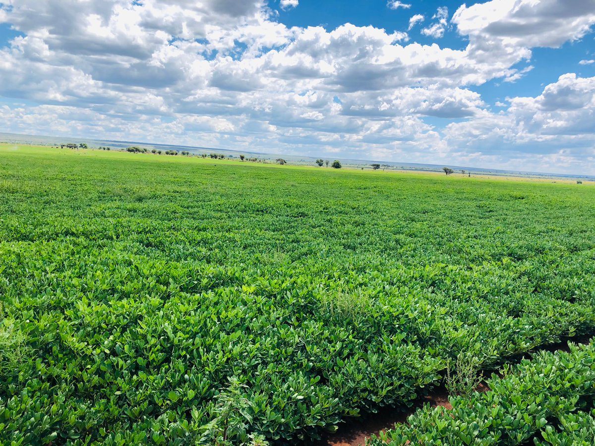 FarmSol Holdings tweet media