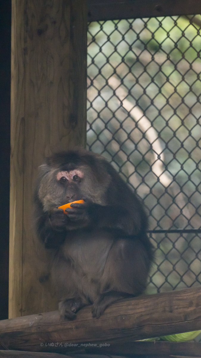 いぬさん (Dear_nephew_Gobo) tweet media