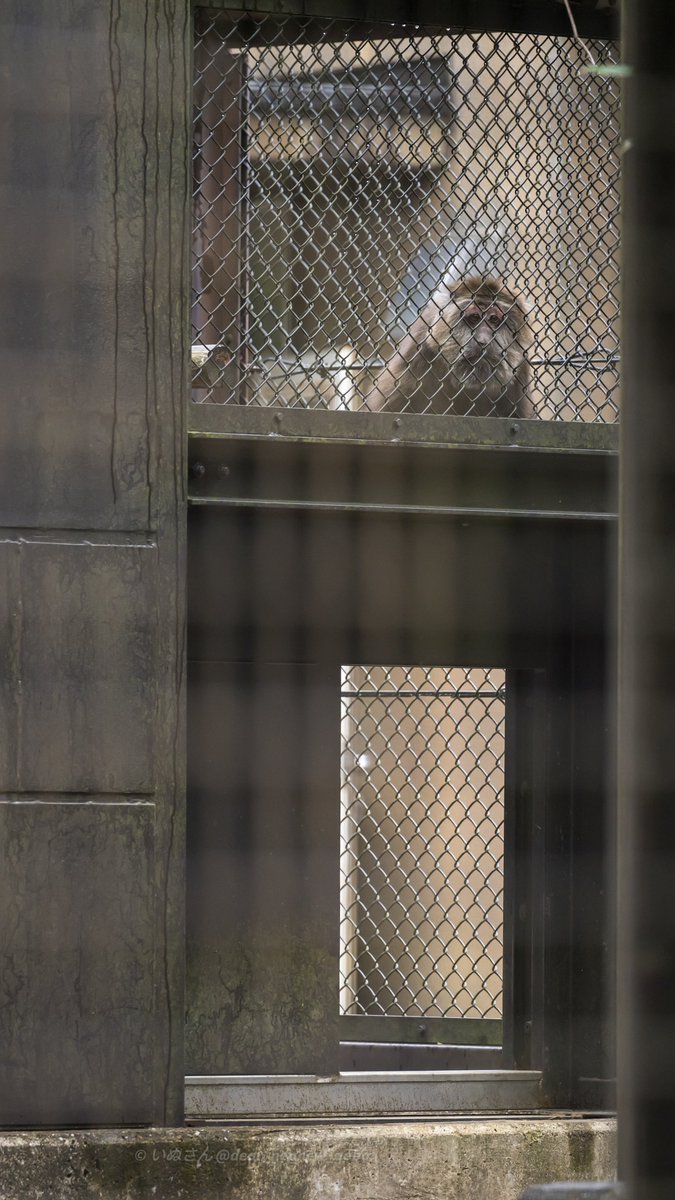 いぬさん (Dear_nephew_Gobo) tweet media