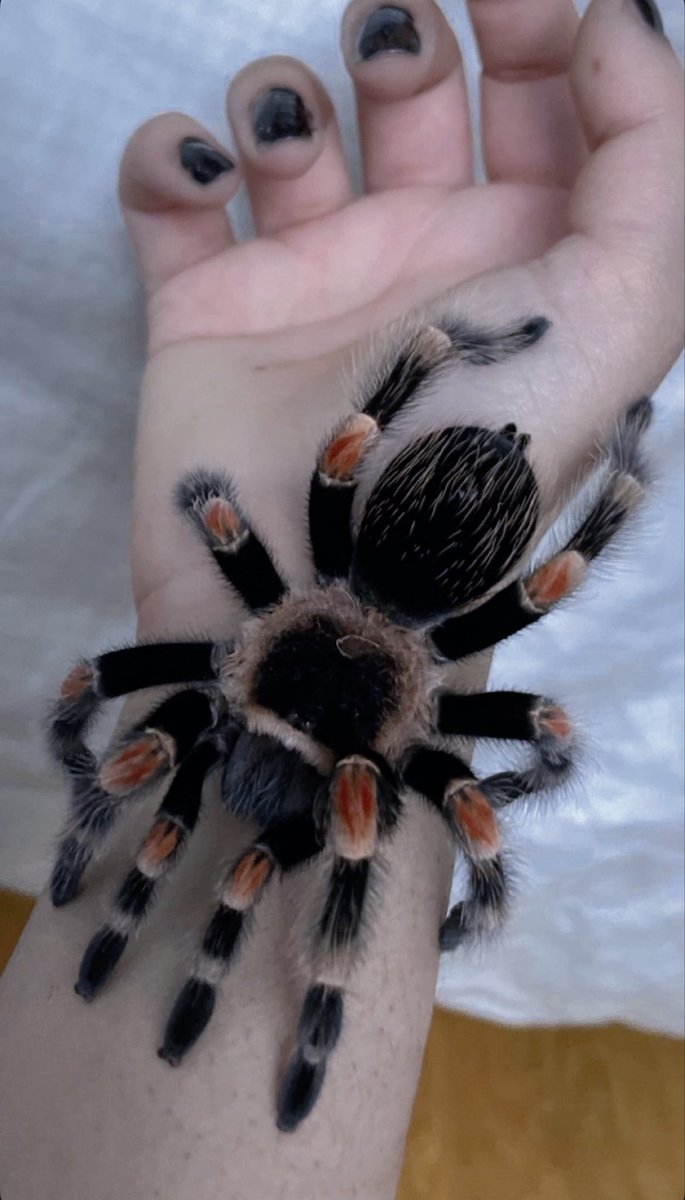 LUCIEN ✞ tweet media