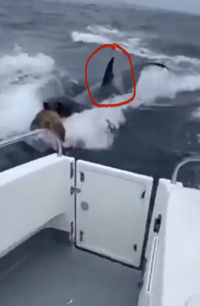 Ivanks ⎋ tweet media