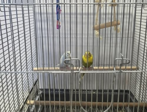 angrywebmaster's tweet photo. Angry birds? Forget them, how about annoying birds? #Pets #Birds #AngryBirds #Parakeets #Cats @HopalongAsks @TheDiplomad @SarahAHoyt @TheLibertyDoll @ValliantRenegad @MikeCanulSJ @monsterhunter45 https://t.co/e7IqGkdnTU https://t.co/G9tkbpxuBr