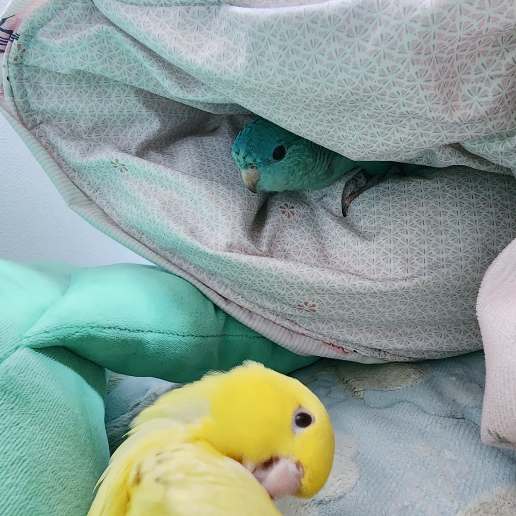 새장안그래도바꿔주려고했는데 이번주말에 꼭 옮겨줘야겠다😨 옮기는새장은 고리로 잠그는형식이라서 애들이 열다가 끼고그러지않을것같다 
