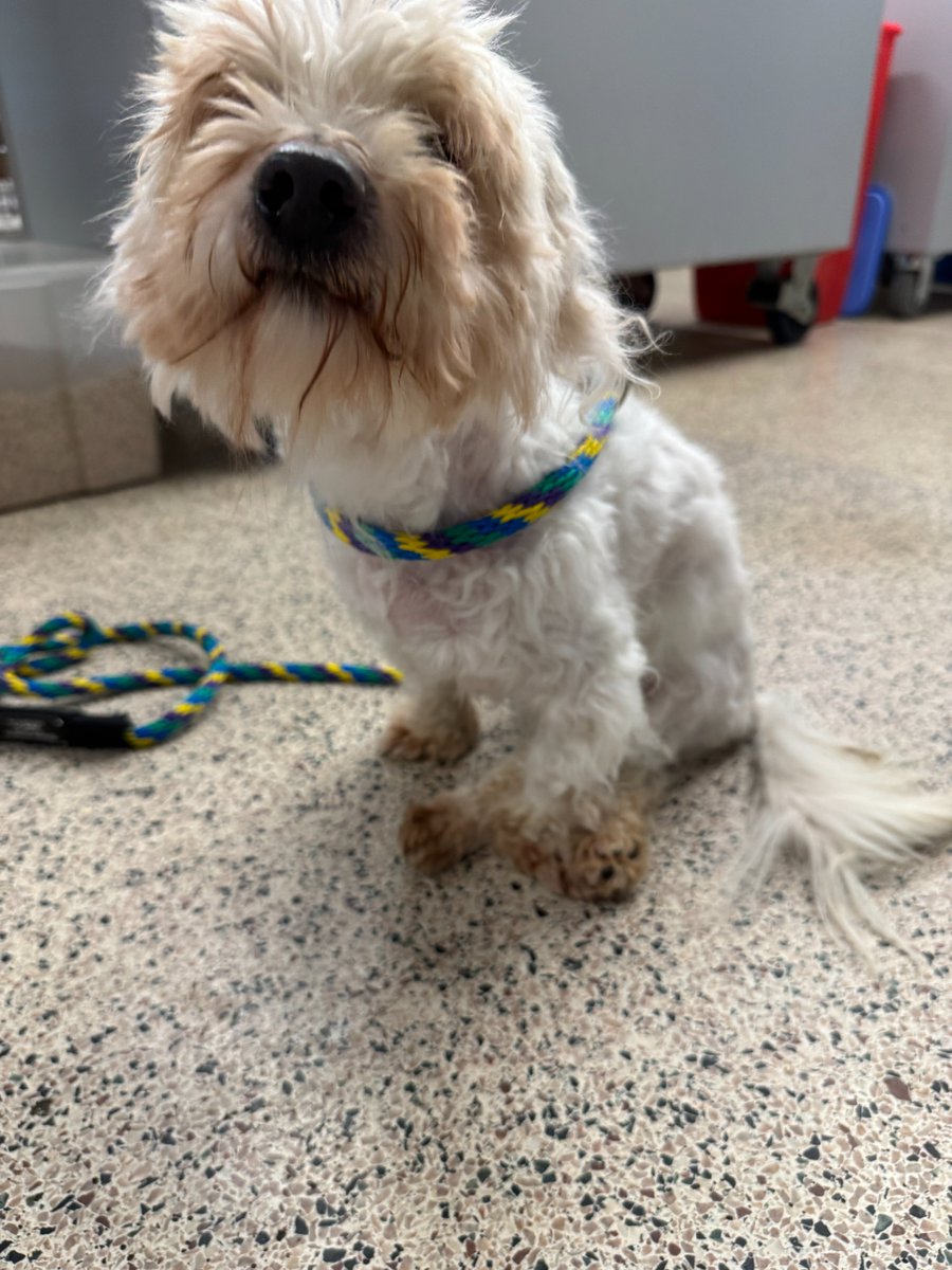 Pennsylvania SPCA tweet media