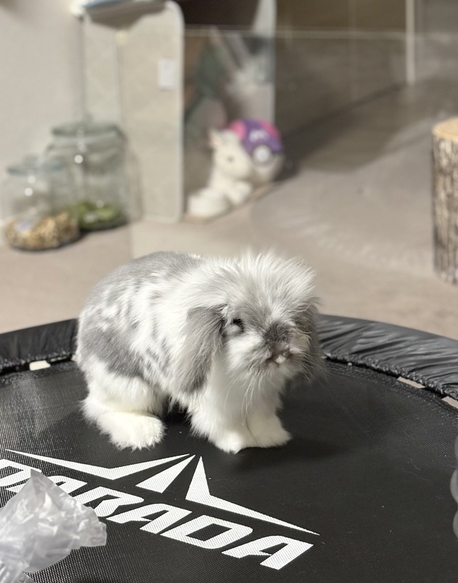 むぅもこ tweet media