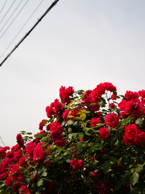 Kamal Khan tweet media