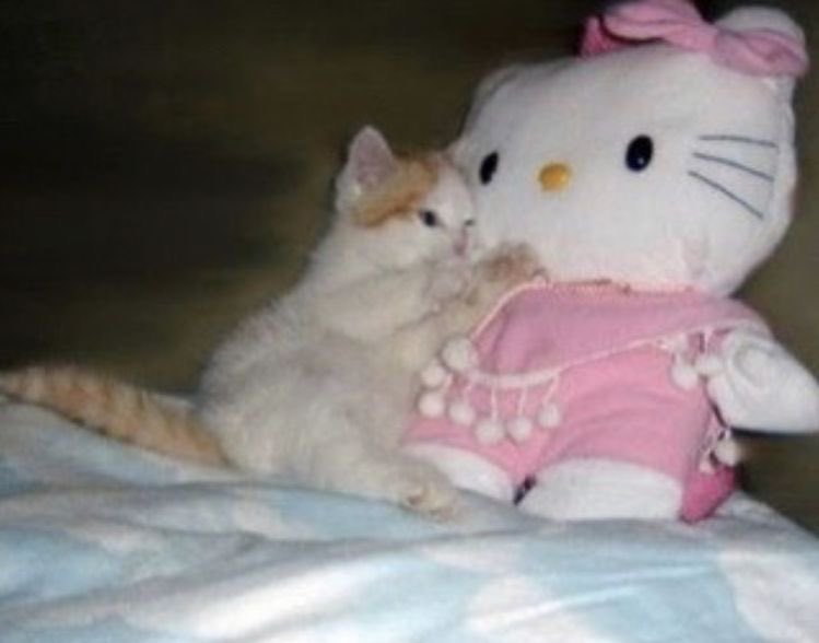 c pluh pluh tweet media