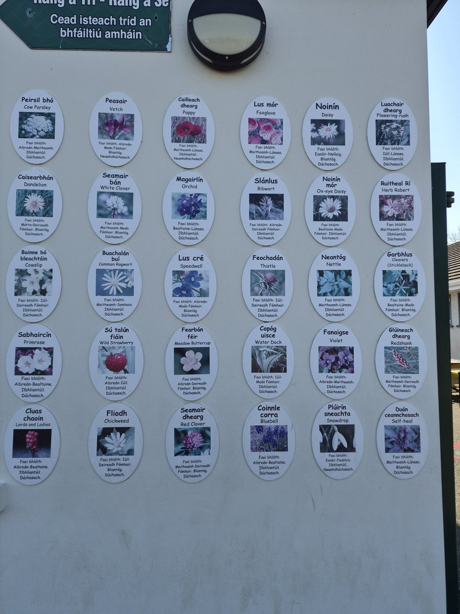 Saol ó Dheas RnaG tweet media