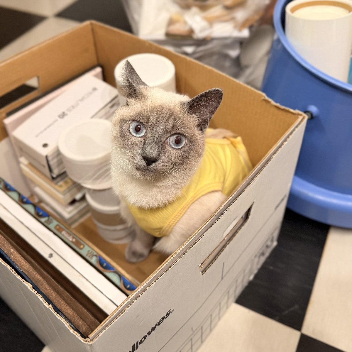 セキケイコ tweet media