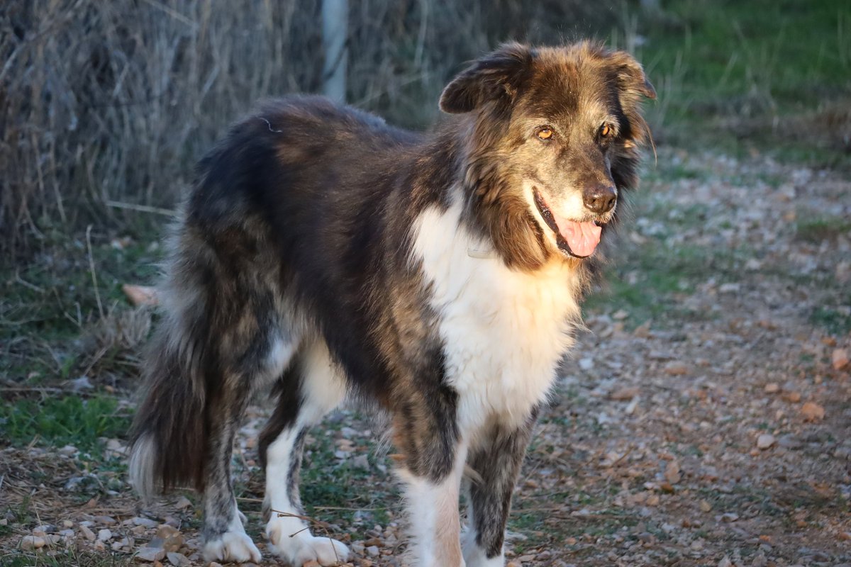 APAP Alcalá tweet media