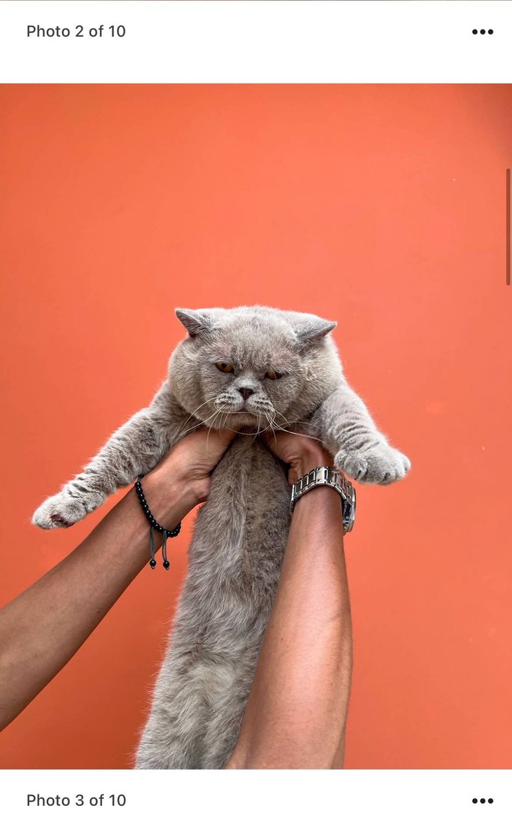 aphin123 tweet media