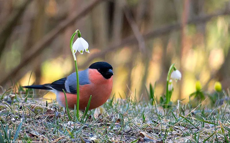 BellaLuna tweet media