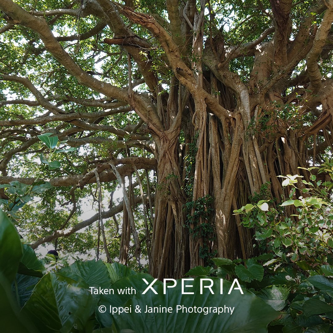 Sony | Xperia tweet media