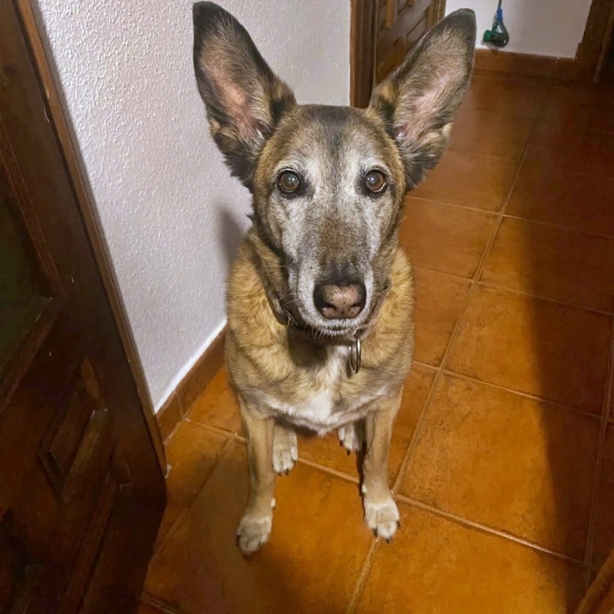 SOS Abuelos tweet media