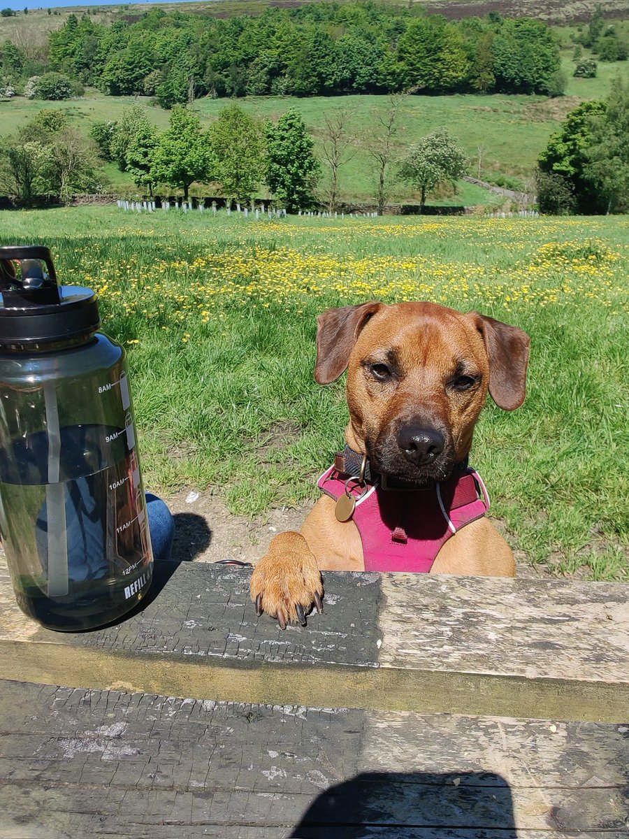 shell.SDP tweet media