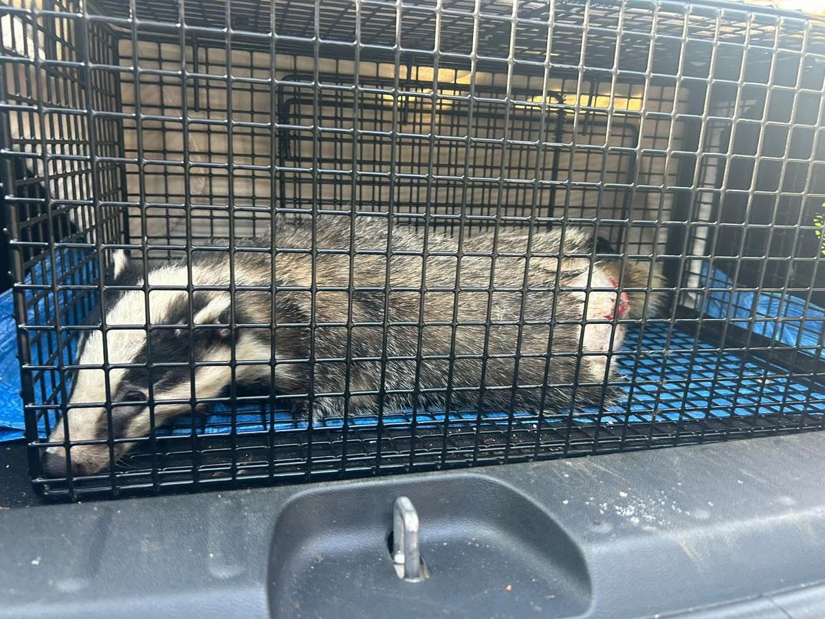 Animals in Need UK tweet media