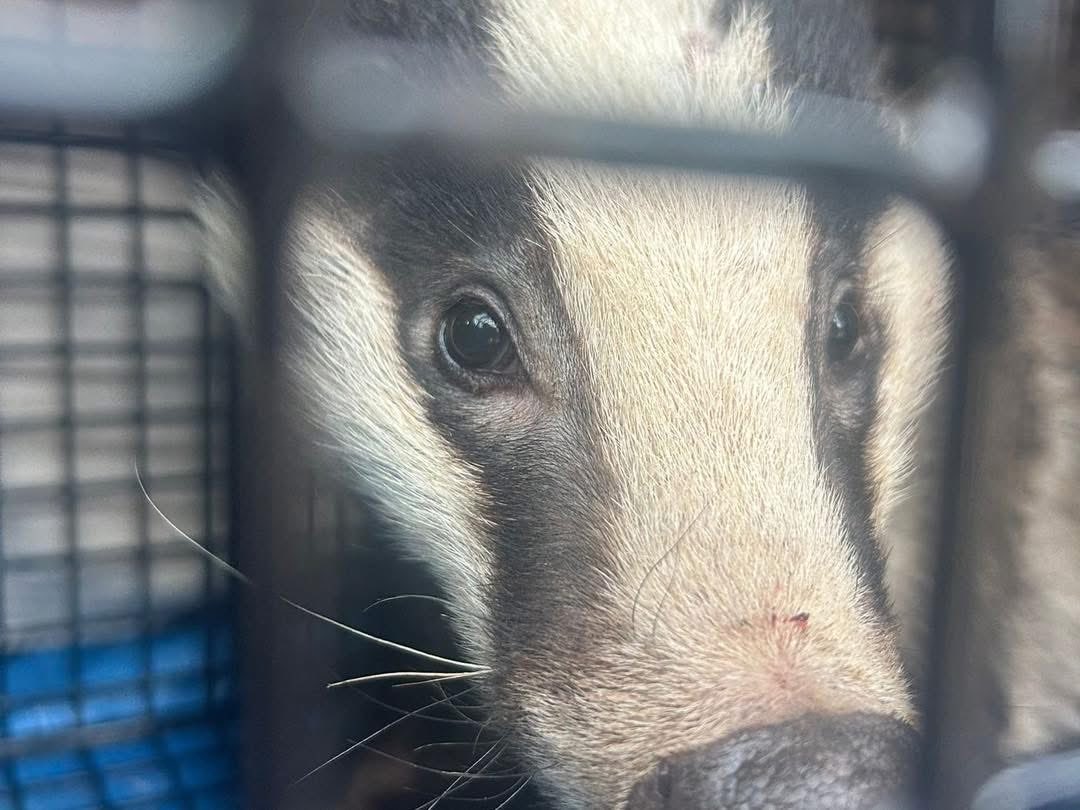 Animals in Need UK tweet media